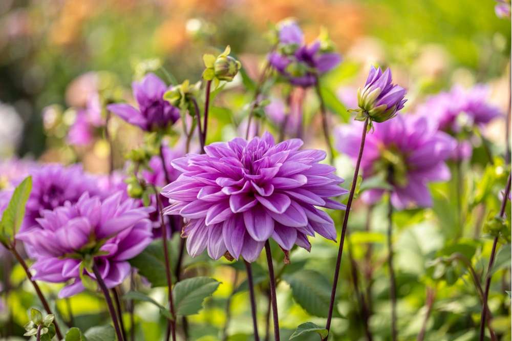 Dahlia 'Lilac Time'